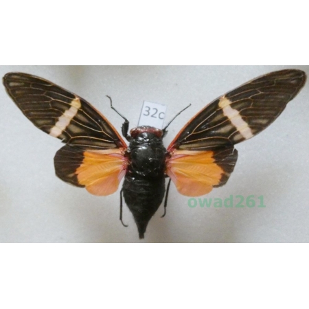 Tosena paviei (Noualhier, 1896) Thailand32c